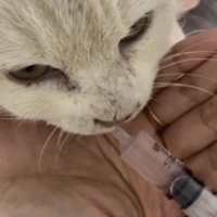 シリンジで水を飲む猫