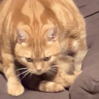 睨みつける猫のアップ