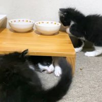 ごはん台に集う3匹の子猫