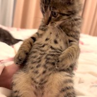 座って向かって左側を見る猫