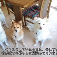 犬と並んで座る猫