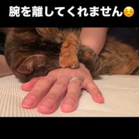 人の腕に顔をうずめる猫