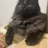 ハンモックに乗る猫