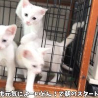 飛び出す猫