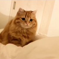 ベッドに乗る猫