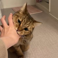 洗面所で飼い主の手を噛む猫