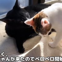 子猫を毛づくろいする黒猫