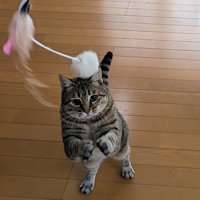 おもちゃで遊ぶ猫