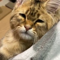 しょぼしょぼした顔の猫2