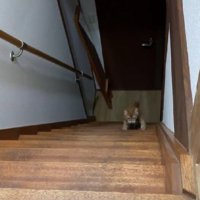 階段を登る猫