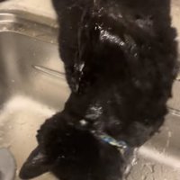 水を浴びる猫の写真3
