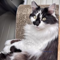飼い主の隣にある爪とぎベッドに座りに来た猫