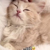 「...zzZ」のテロップ写真%%