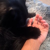 飼い主の手の上に前足を乗せる猫