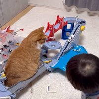 車が上っていく様子を眺める猫