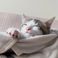くつろぐ猫