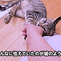 人の手に甘える子猫