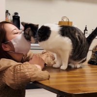 ママさんの顔にスリスリするサバ白猫