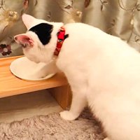 右手でフードボウルをちょいちょいしている子猫