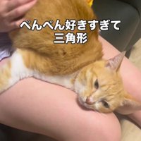 お尻を叩いてもらっている猫