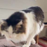ソファの上を歩いて行くキジ白猫