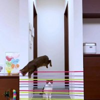 家の中に張ってあるテープを跳び越す猫