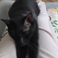 目を閉じる猫