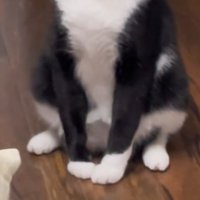 犬みたいなポーズの猫