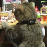 室内にいる猫
