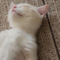 寝ている子猫
