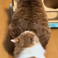 茶トラ猫の後ろにいる茶白猫