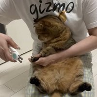 爪をきる飼い主さん