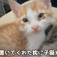 見つめる猫