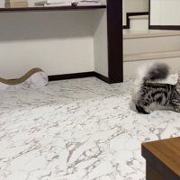 呼ぶ猫
