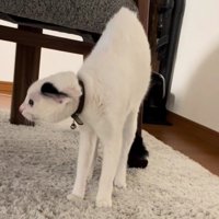 緊張で細くなる猫