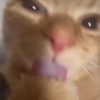 前足を舐め続ける猫