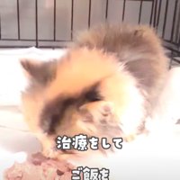 ご飯を食べる子猫