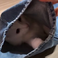 ズボンに隠れる猫