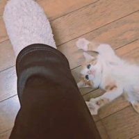 仰向けで遊ぶ子猫