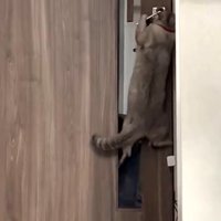 足で踏ん張ってドアノブを傾けようとする猫の姿