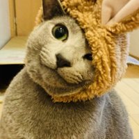 うさぎの被り物を被って廊下に座るロシアンブルー