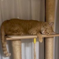 タワーで寝る猫