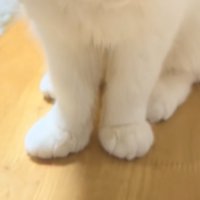 猫の足