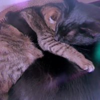 くっついて眠る2匹の猫
