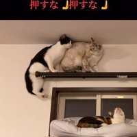 押される猫