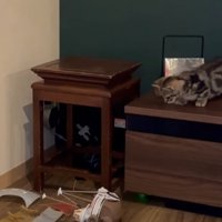 落ちている船の模型を見下ろす子猫