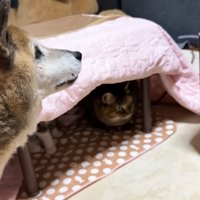 リキくんとコタツの中の猫