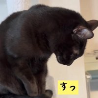 しっぽで爪を隠す黒猫