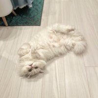 寝転がる猫