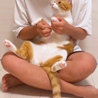 爪を切られる猫